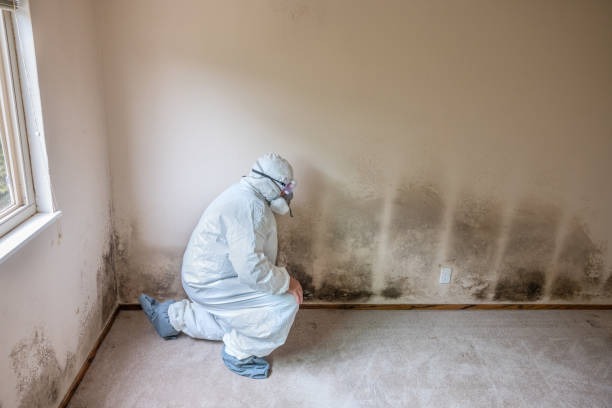 Mold Removal Process in Sugar City, ID